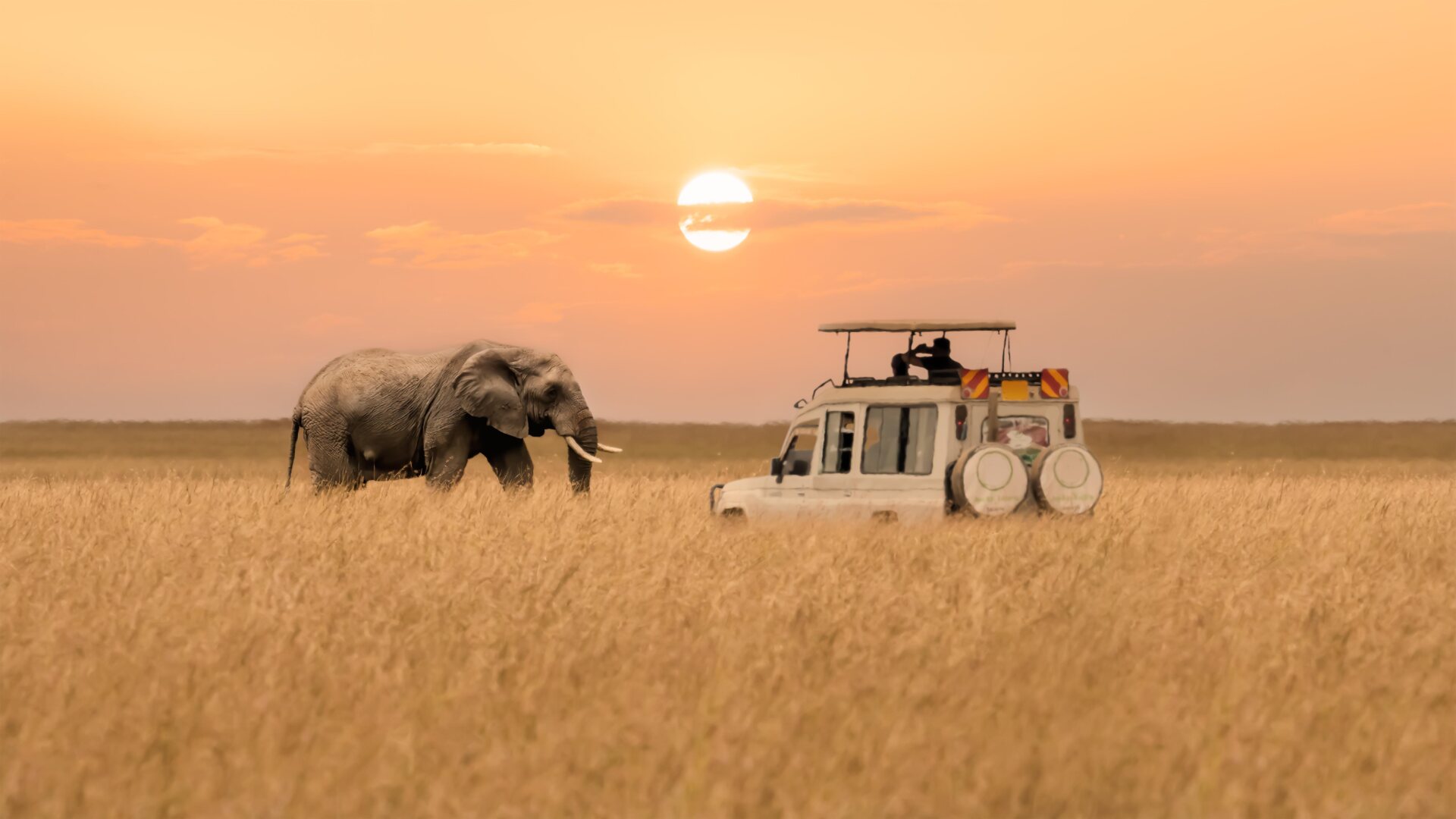 Elephant and safari vehicle at sunset